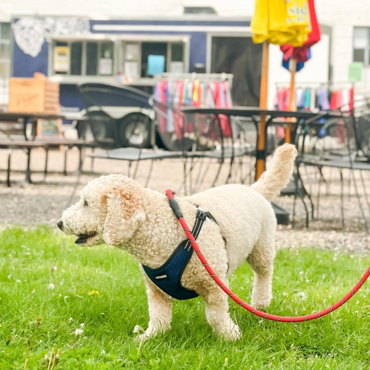 Dog at Stevens Point Brewery