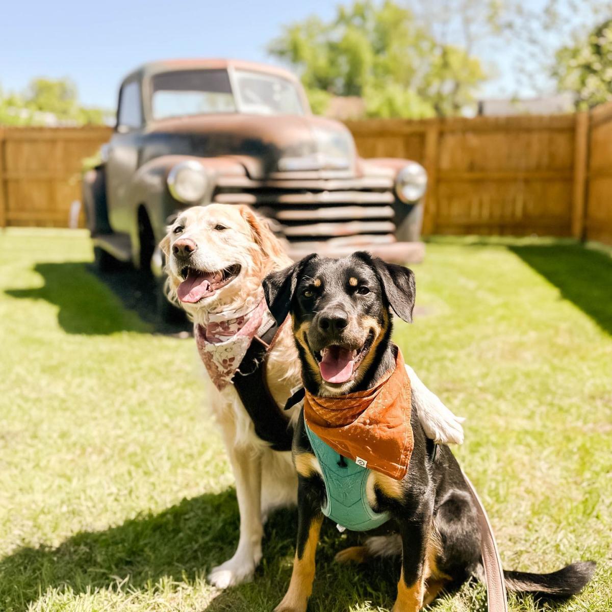 Dogs at Stevens Point Brewery