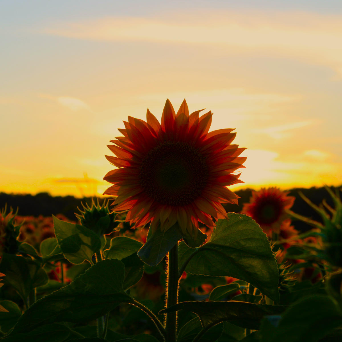 Sunflower Field- Amherst, WI