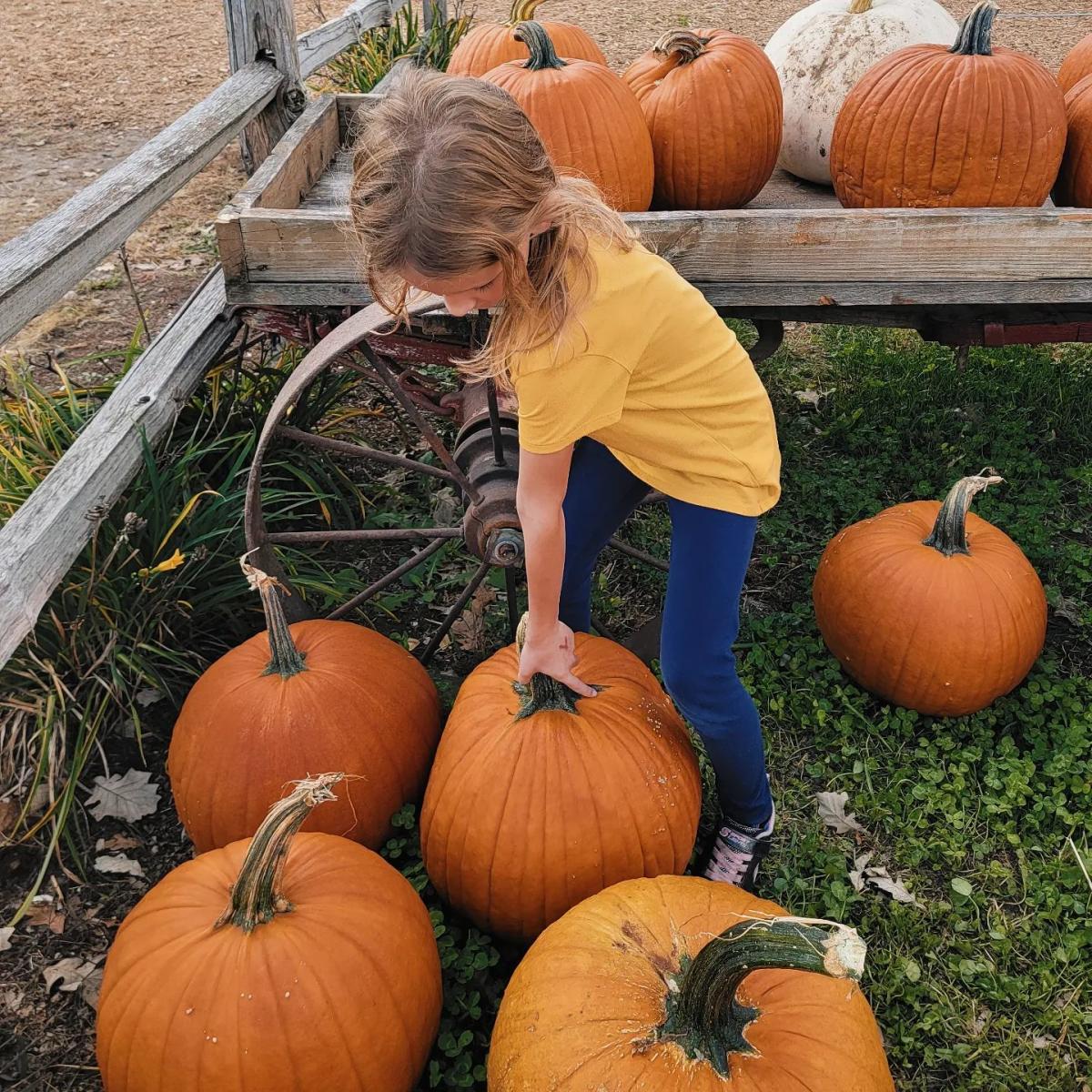 pumpkin patch