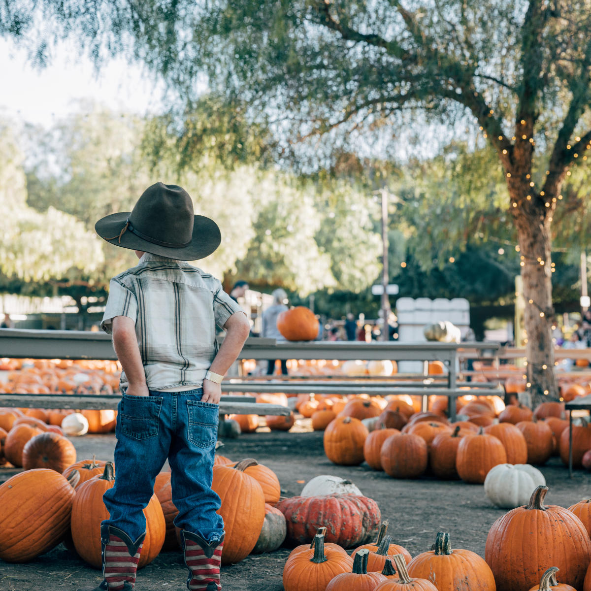 Copy of Peltzer Pumpkin Farm - Fall