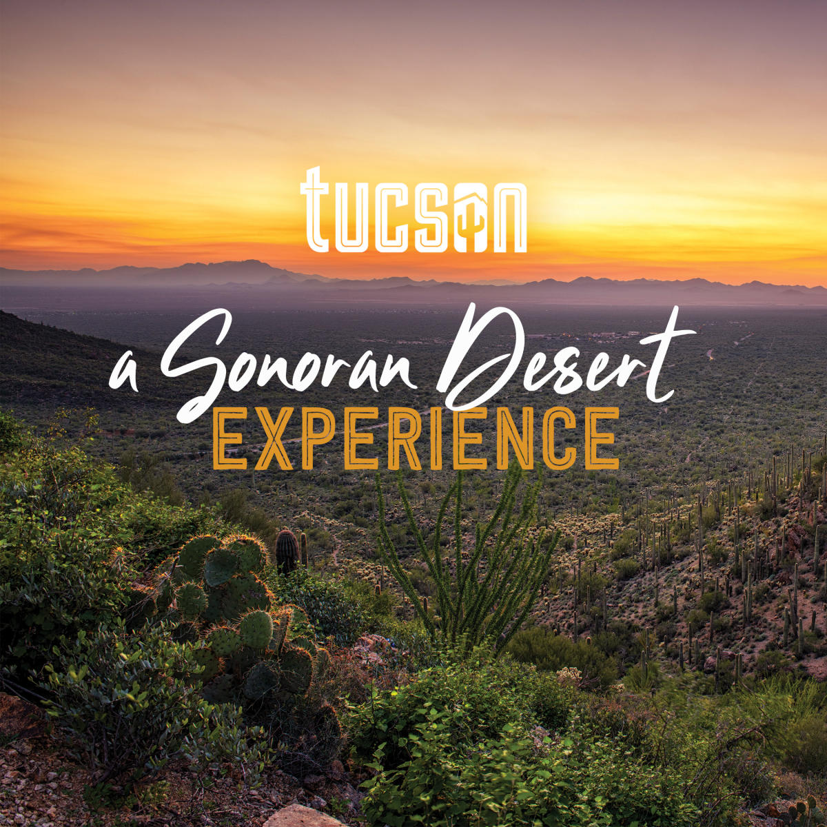 visit_tucson_lure_brochure_cover_0