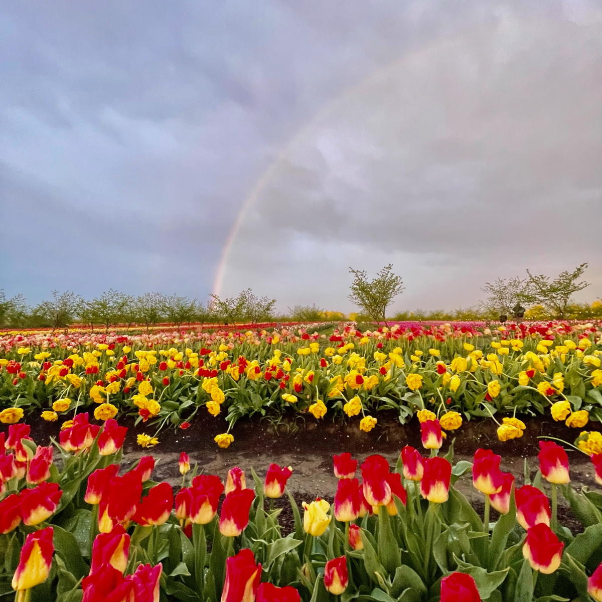 Tulip Festival