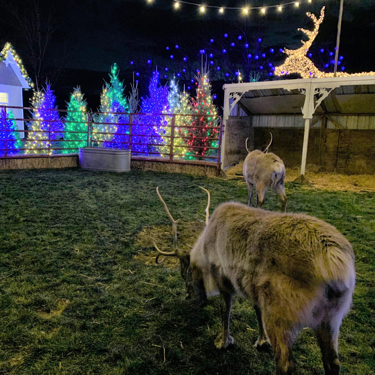 Luminaria Reindeer Woods