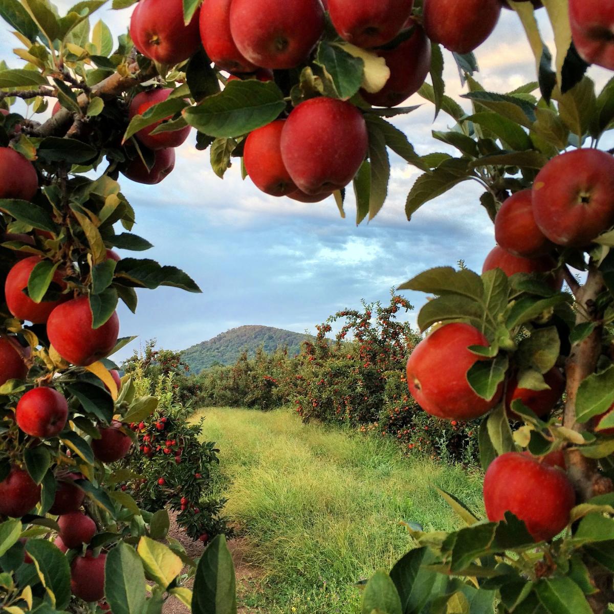 Scenic Winchester Apple Orchard