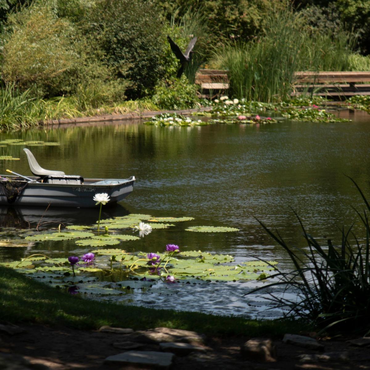 A pond at Botanica sits still with a small boat on the bank to the left