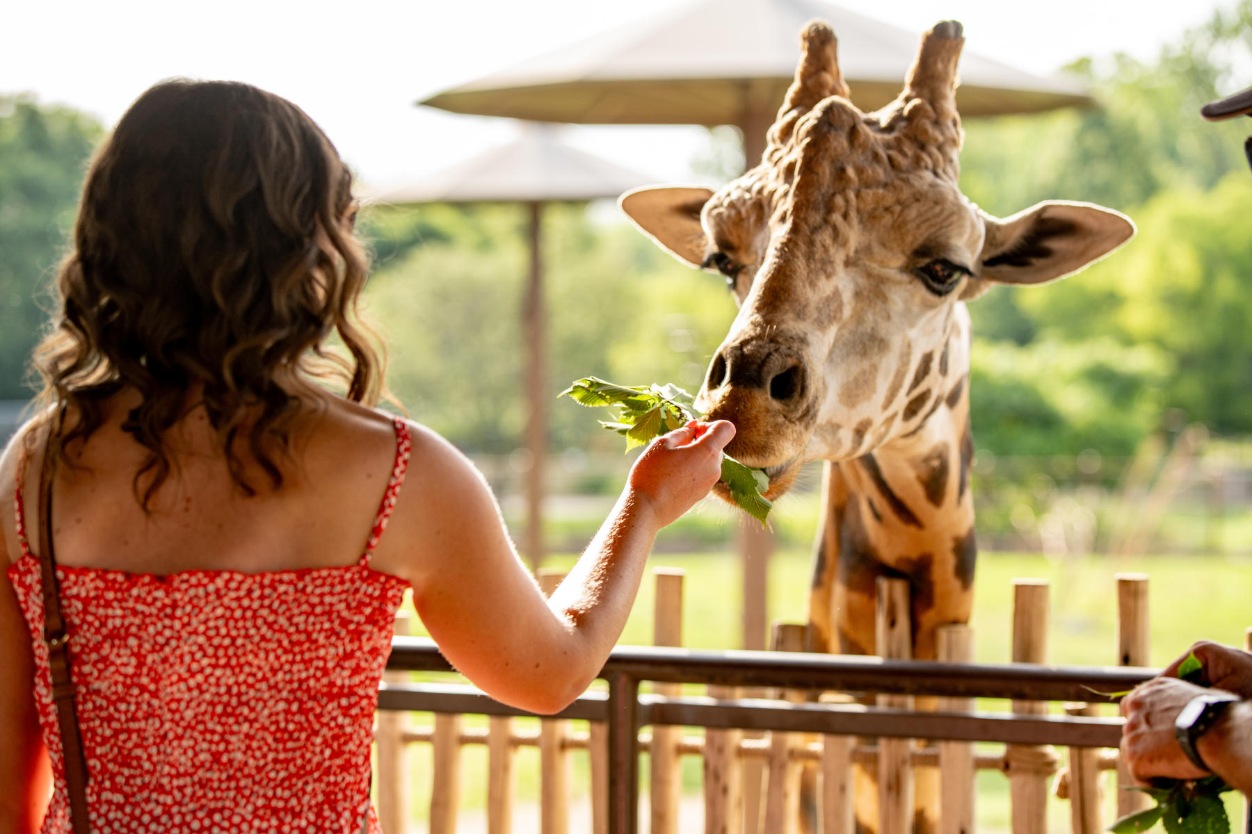 Tulsa Zoo - On the Rocks - Giraffe