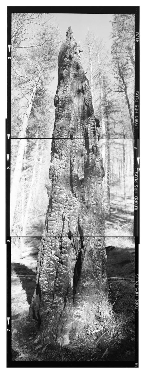 Danny Lyon, Burnt Ponderosa