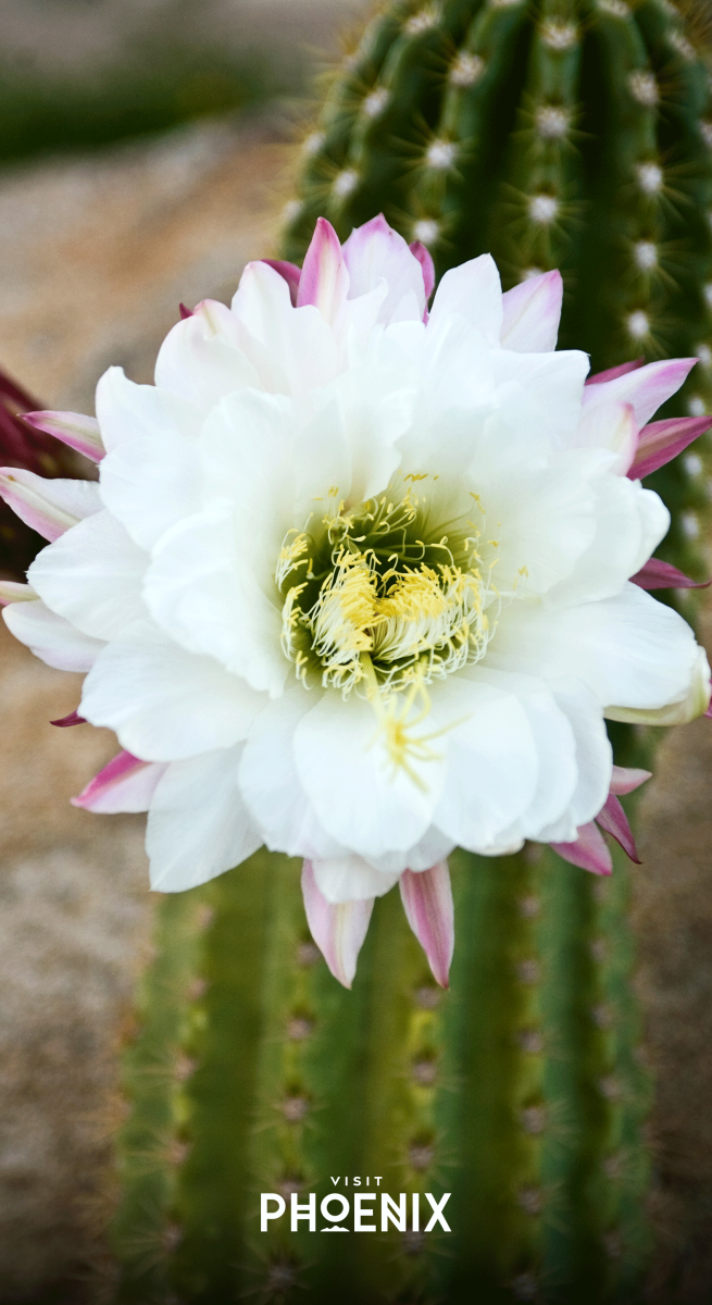 A flower blooming ona cactus