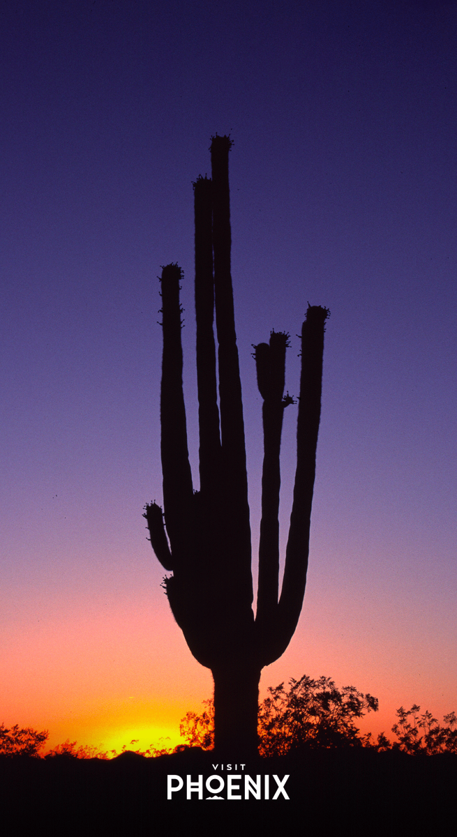 A cactus at sunset