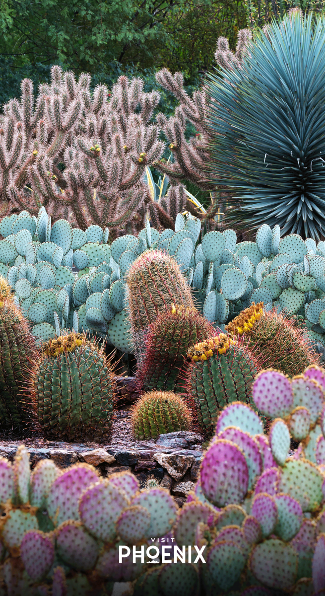 Various cactus at the Desert Botanical Garden