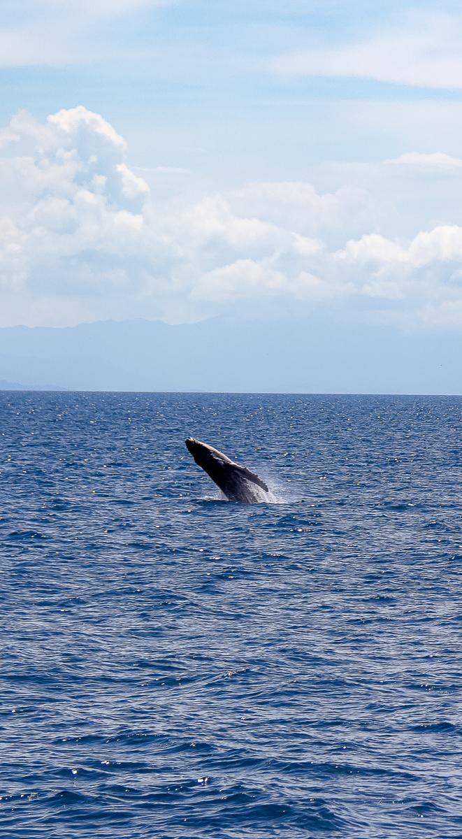 Experiencia unica en avistamiento de ballenas