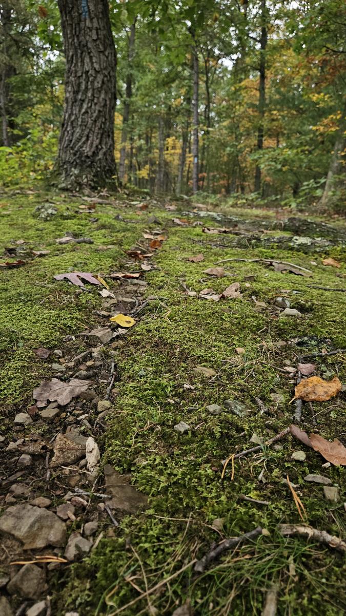 Mossy Path at Tenley