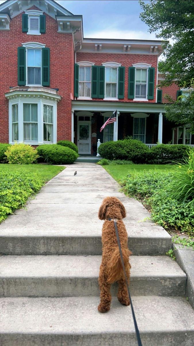 Dog in front of a red house