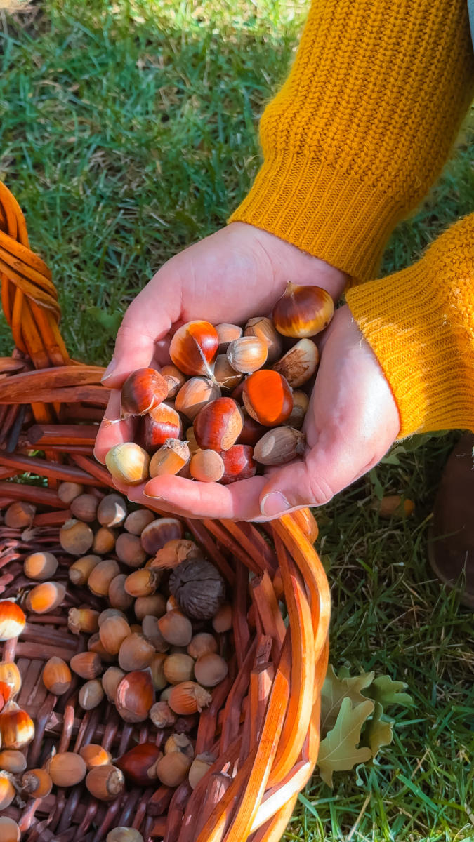 Holding freshly picked nuts with basket of nuts from Gellatly Heritage Nut Farm