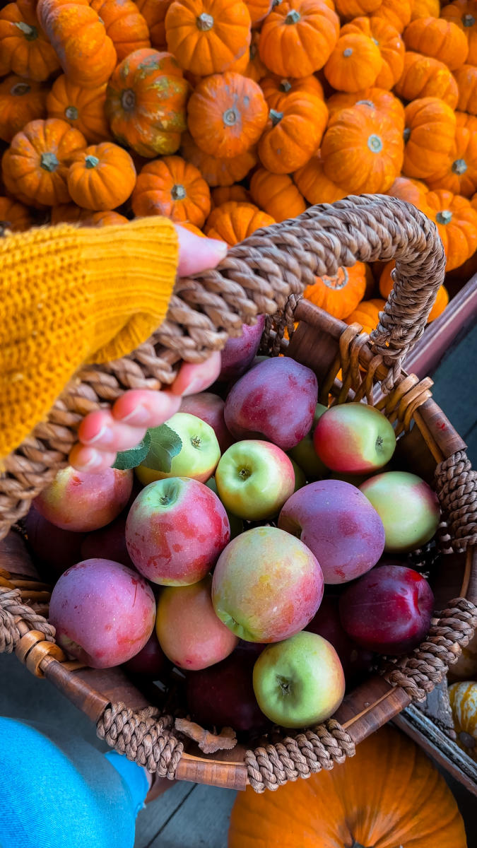 Holding a basket of apples u-picked at Paytner's Fruit Market