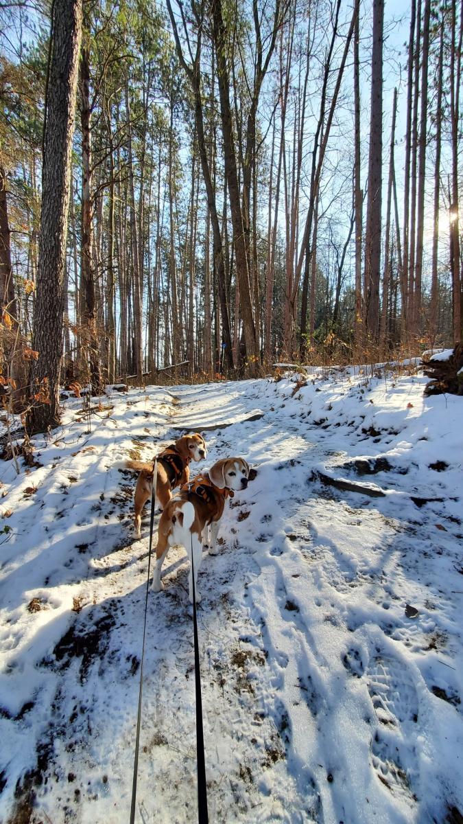 Two dogs on a trail
