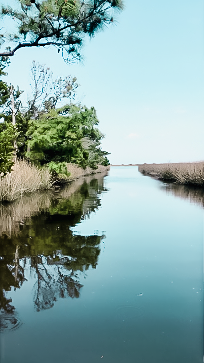 Boat Ride to Carolina Mariculture through the bog 