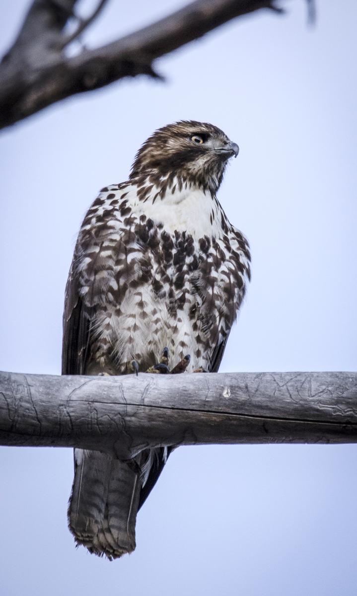 Juvenile red-tailed hawk