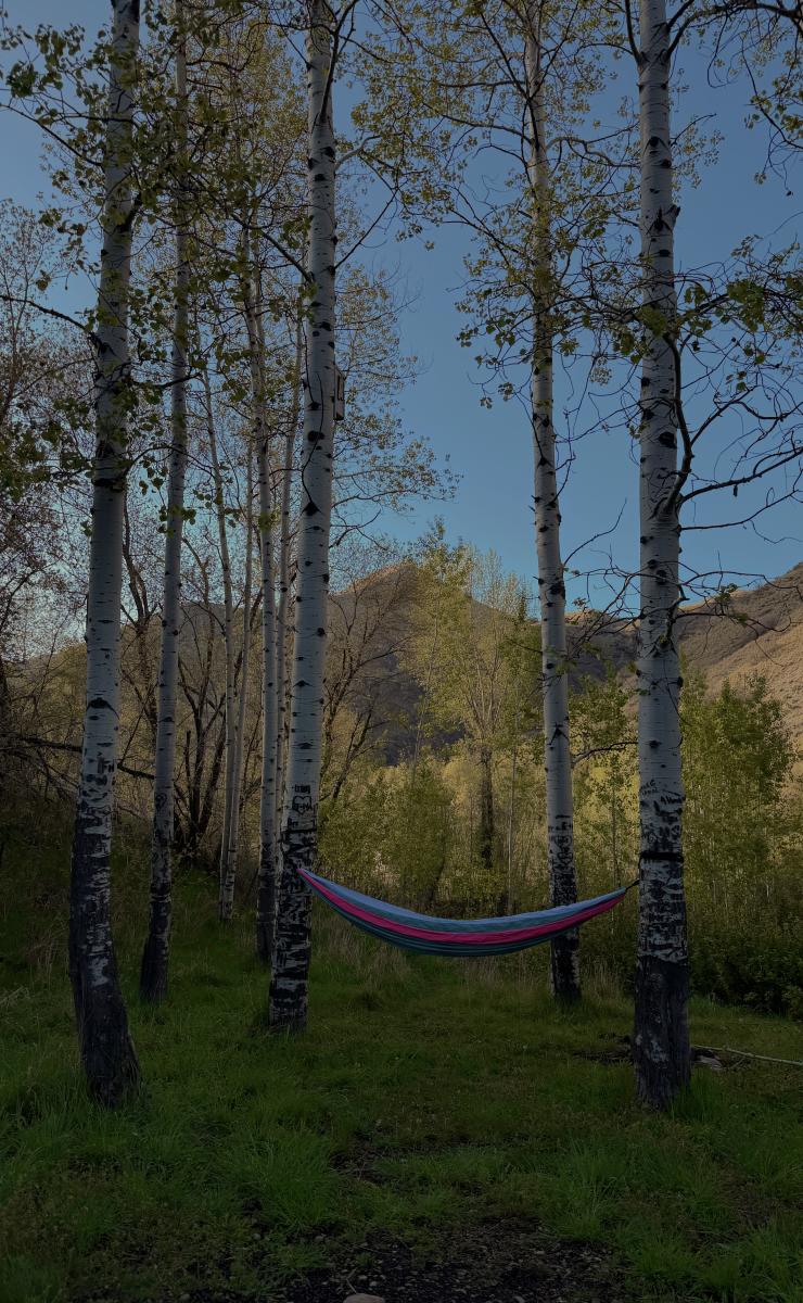 Big Springs Hammock