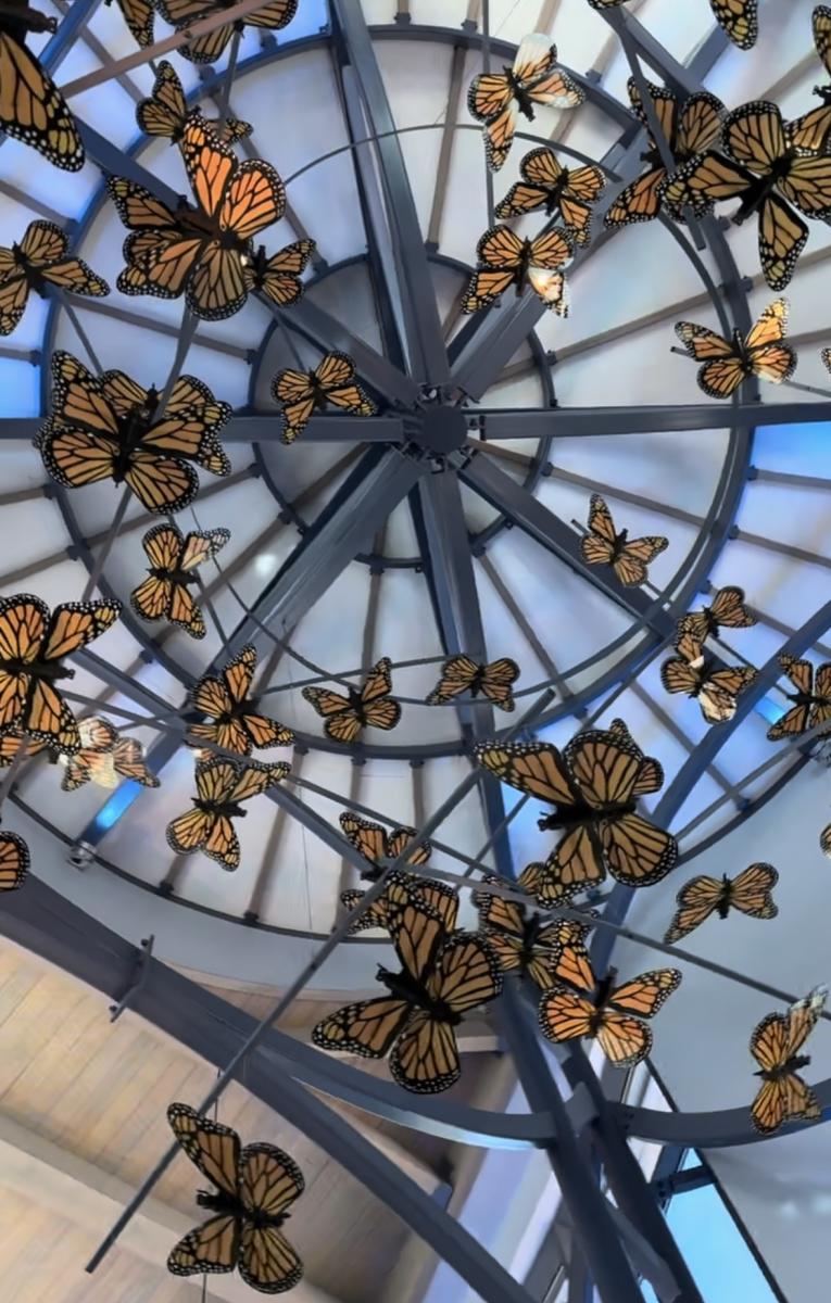Butterflies at Kankakee Welcome Center