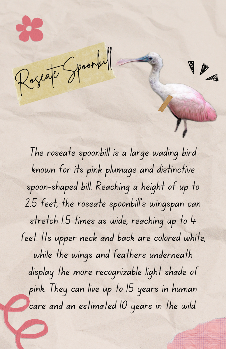 birding field guide-spoonbill