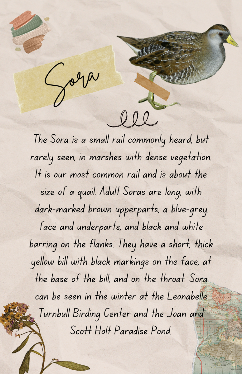 birding field guide-sora
