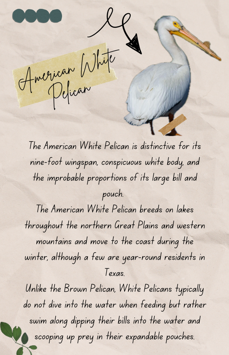 birding field guide-american white pelican