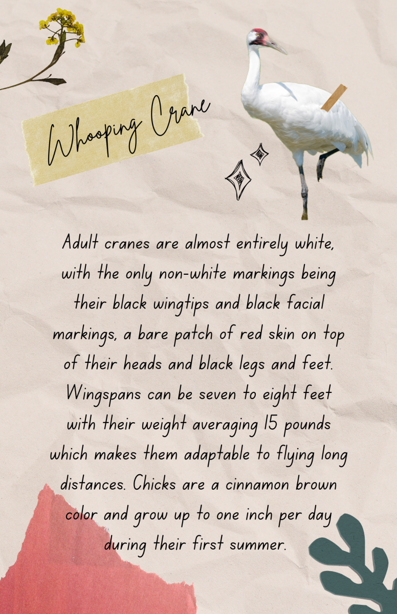 birding field guide-whooping crane