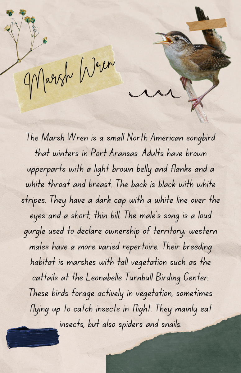 birding field guide-marsh wren