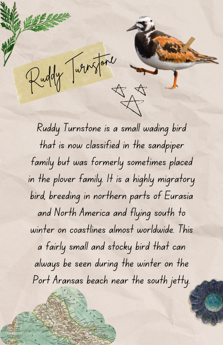 birding field guide-ruddy turnstone