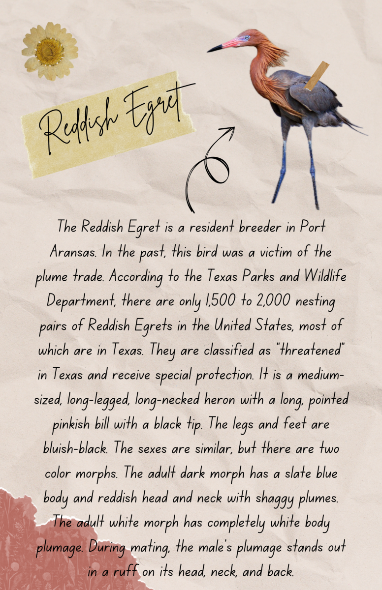 birding field guide-reddish egret