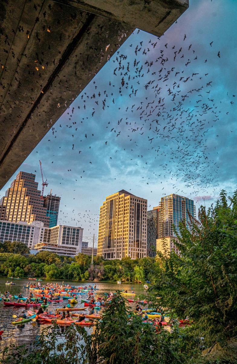 Bats flying from Congress Bridge with sunset and kayaks in water