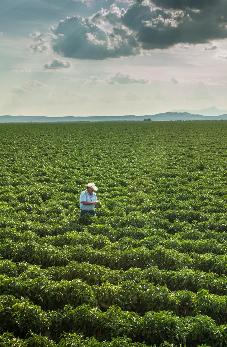 A farmer inspecting a vast green field of chile under a cloudy sky.