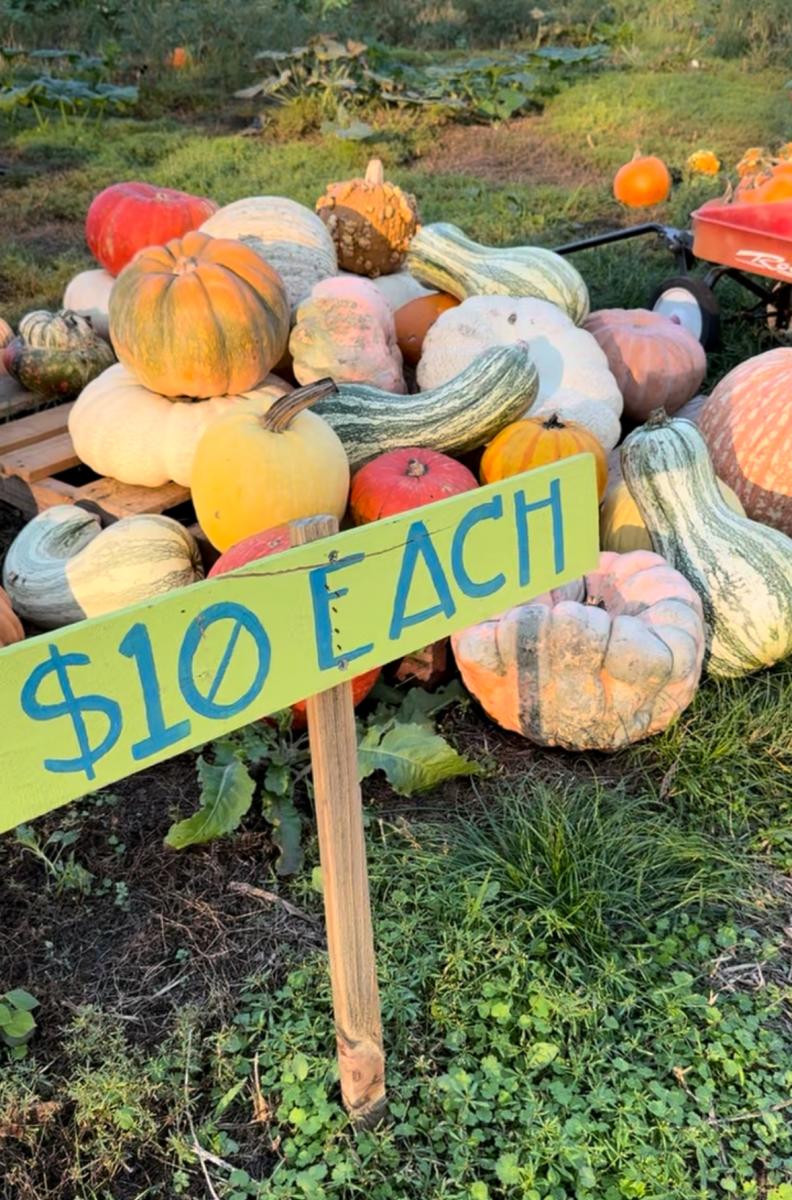 pumpkins at Hidden Rivers Farm