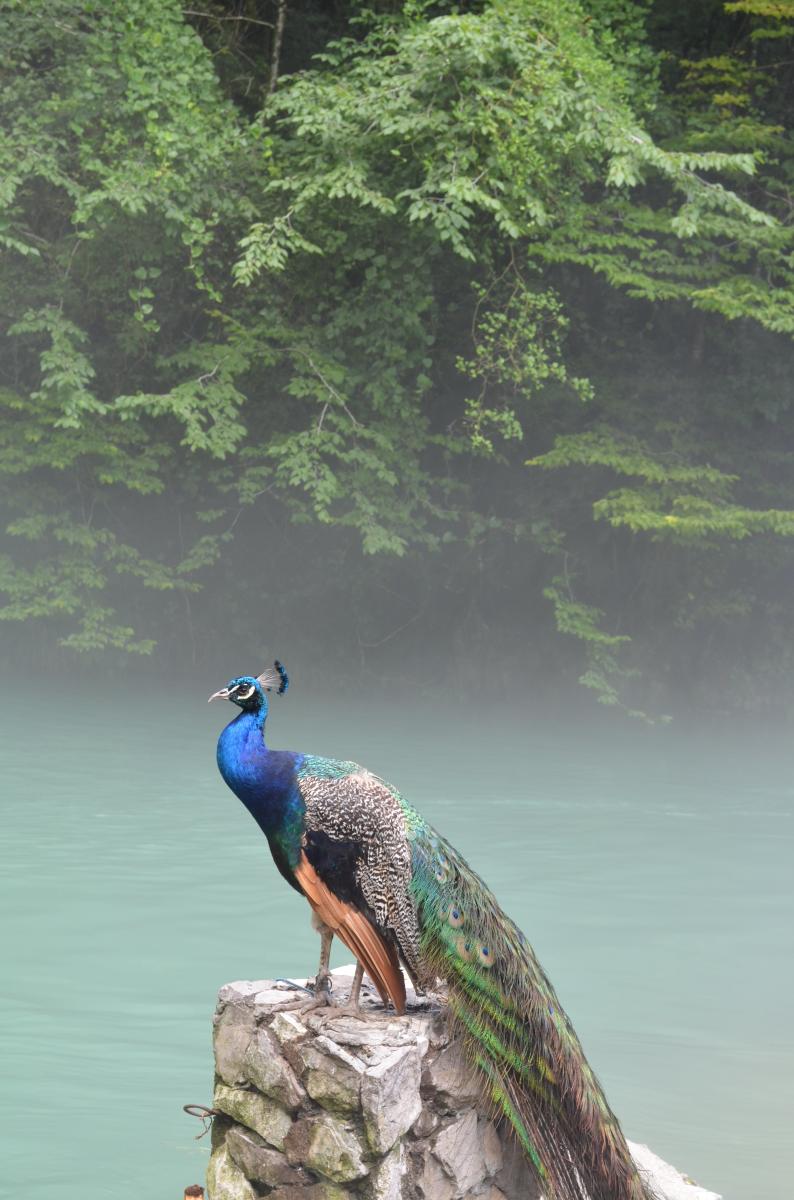 Peacock at Dunnegan Park