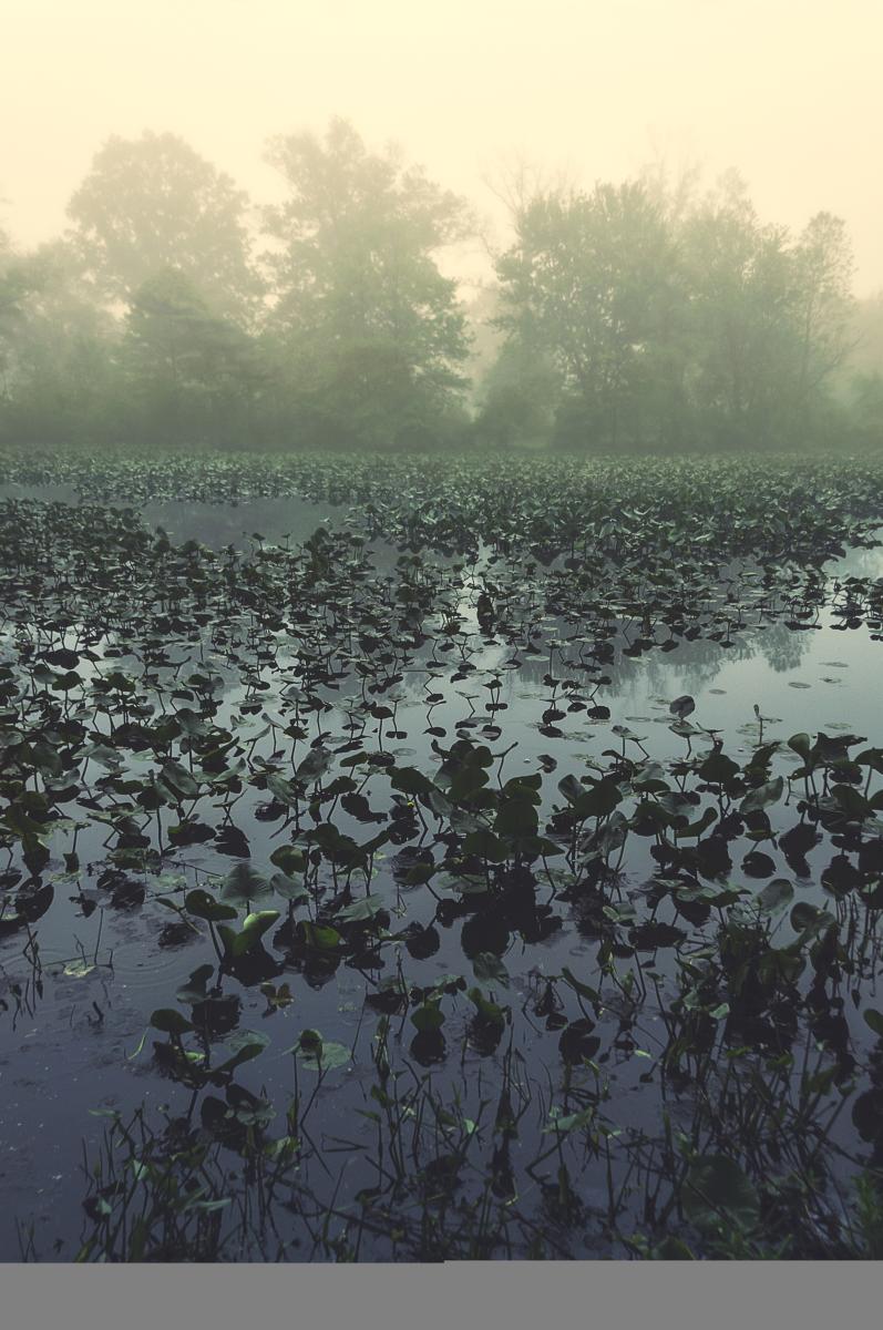 Silver Lake foggy morning