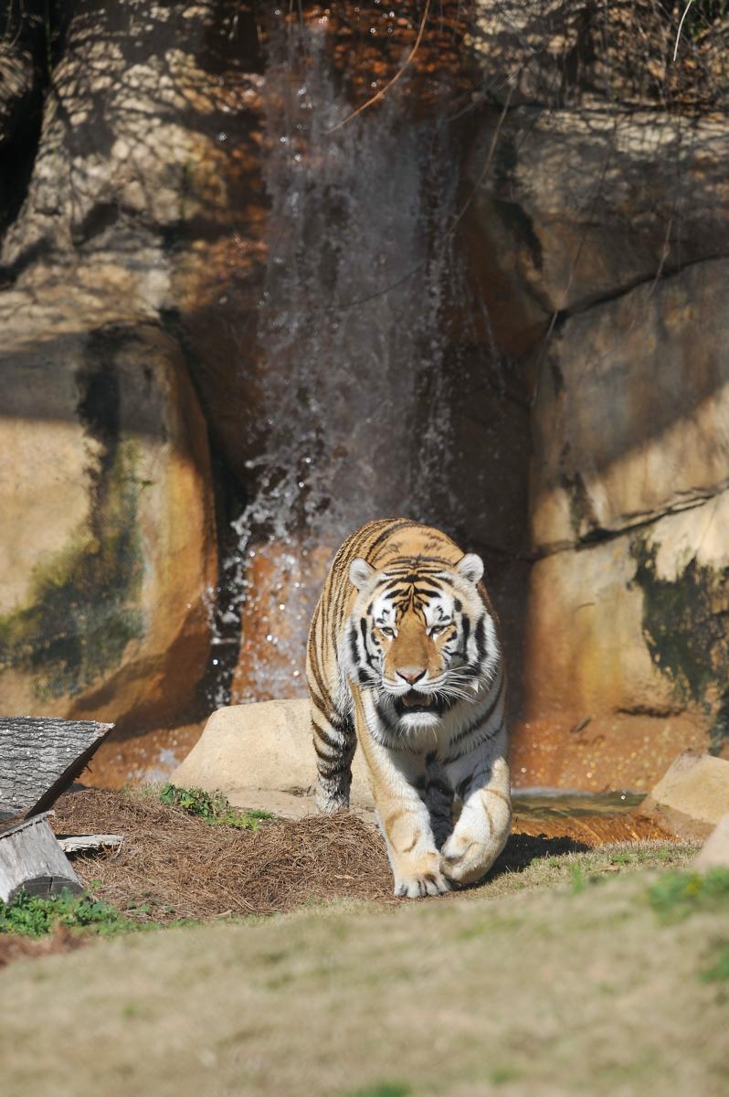 Mike the Tiger waterfall