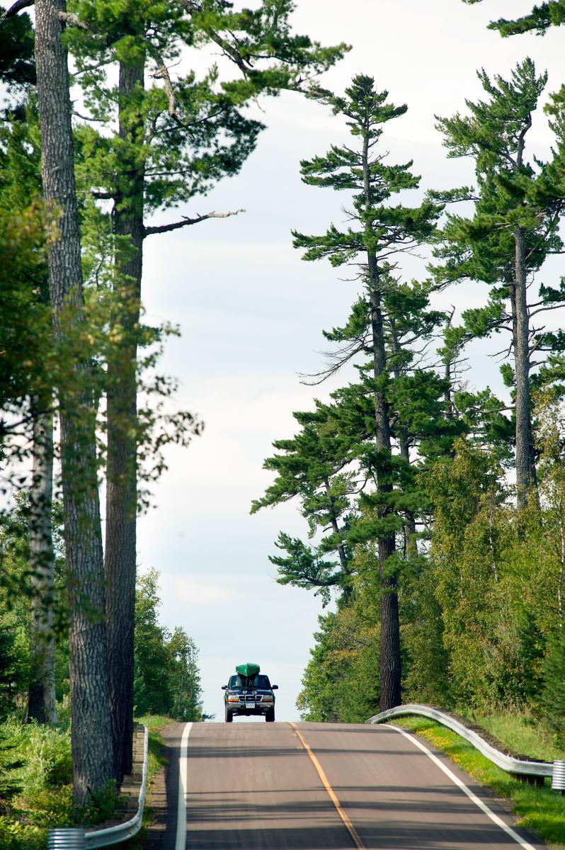 White pines alongside scenic Gunflint Trail