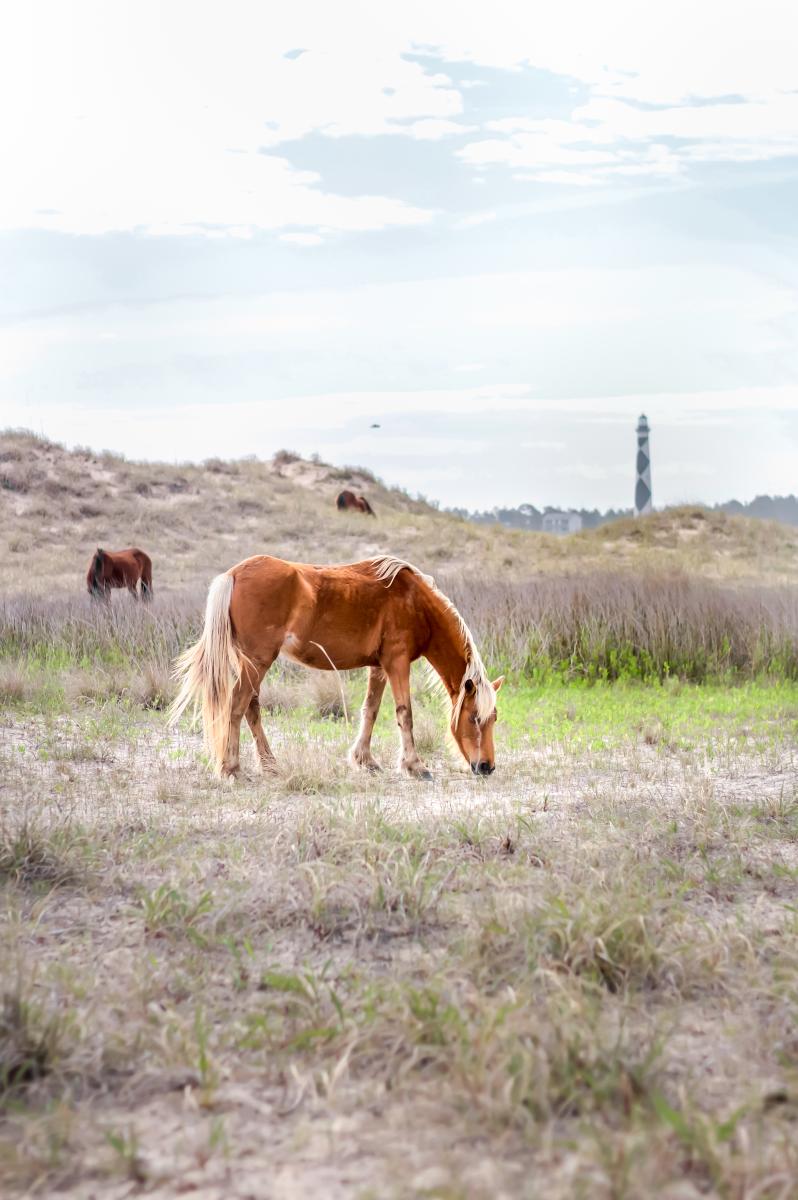 Wild horses at Shackleford Banks on the Crystal Coast, NC