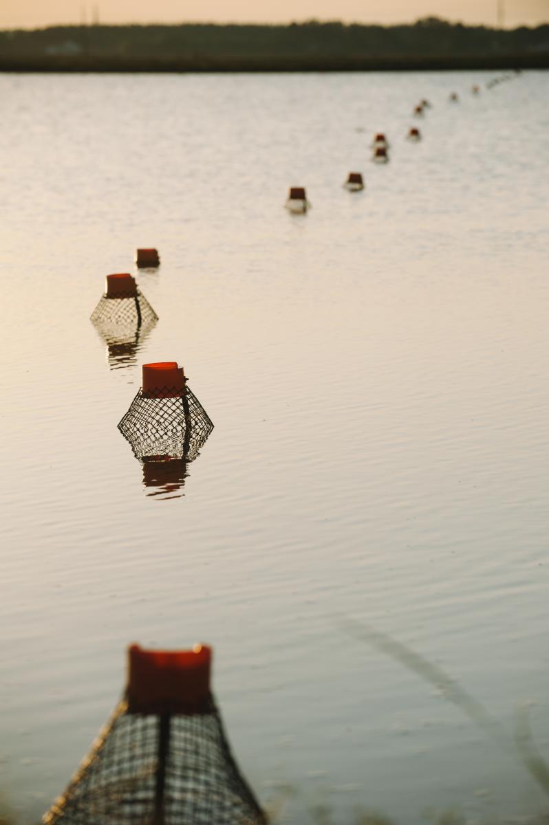 Crawfish Pond with Traps