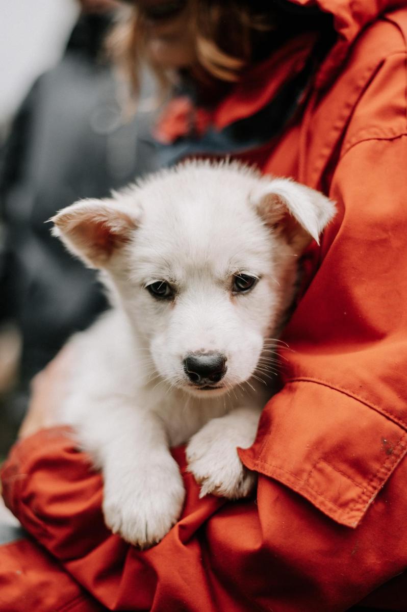 Sirdal Husky