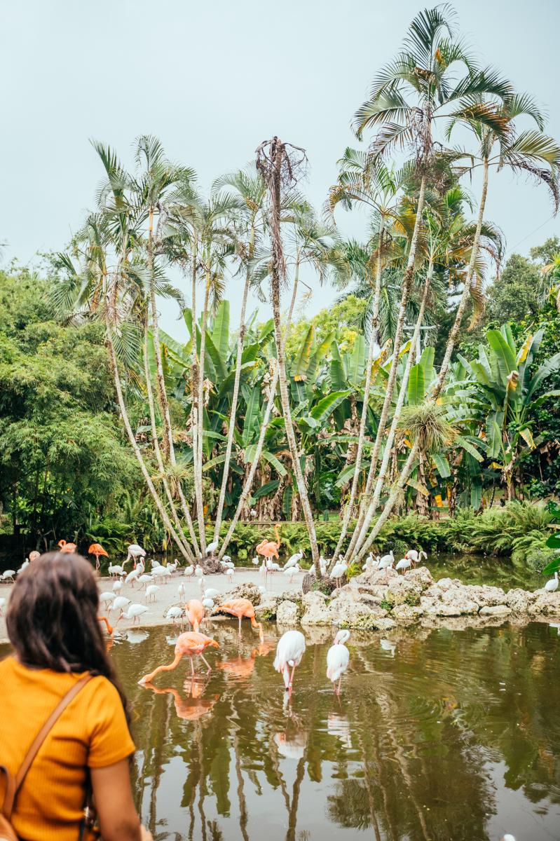 A view of the Flamingo Gardens