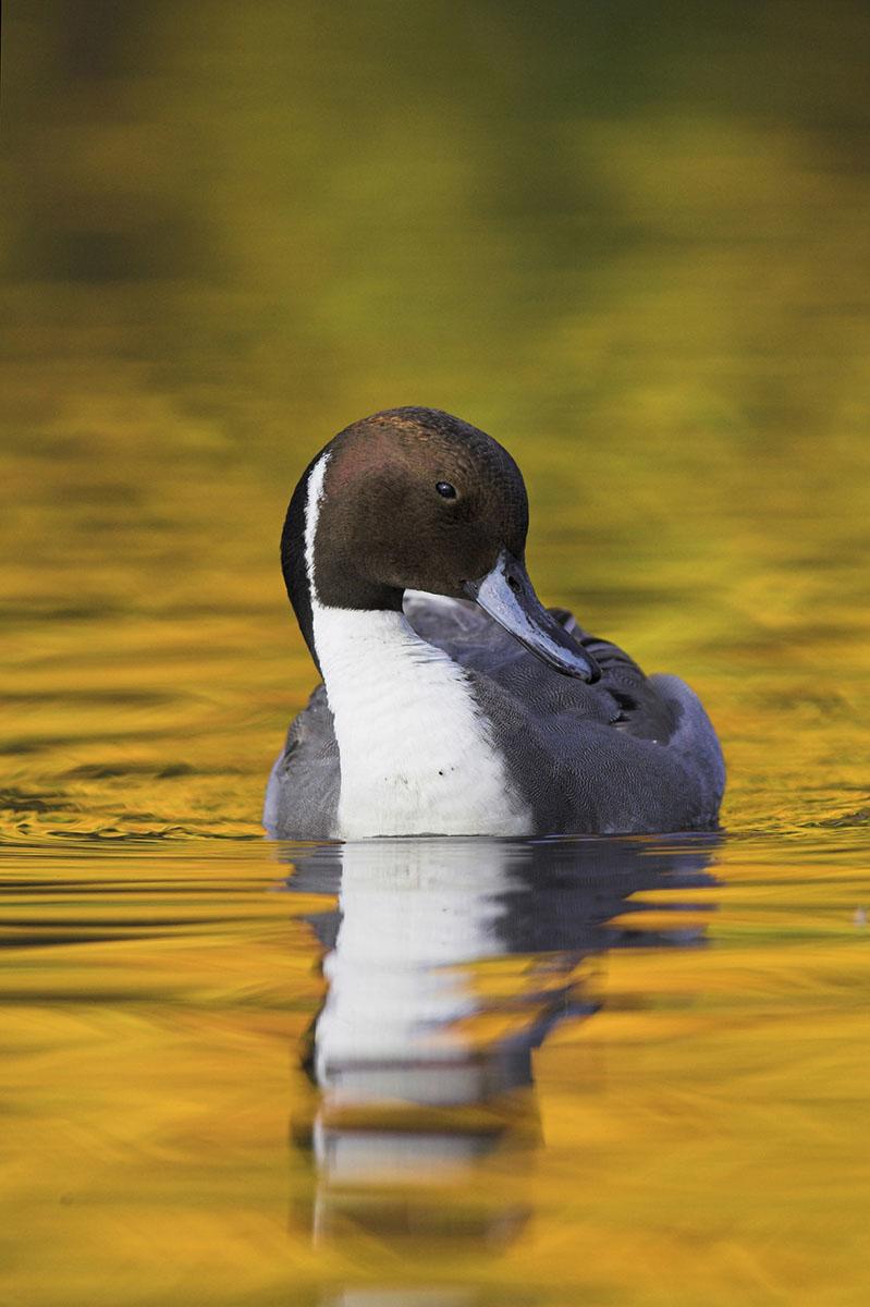 Pintail at RSPB Reserve