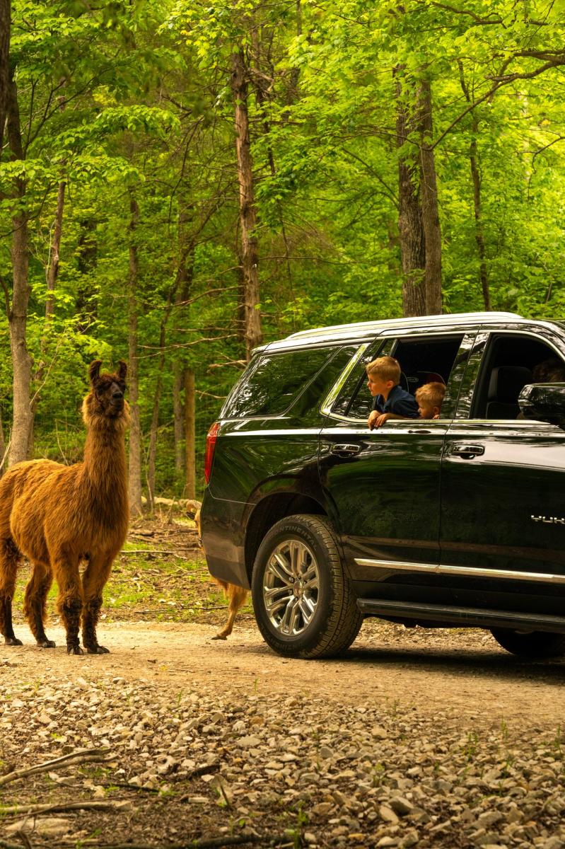 Wilstem llama by car