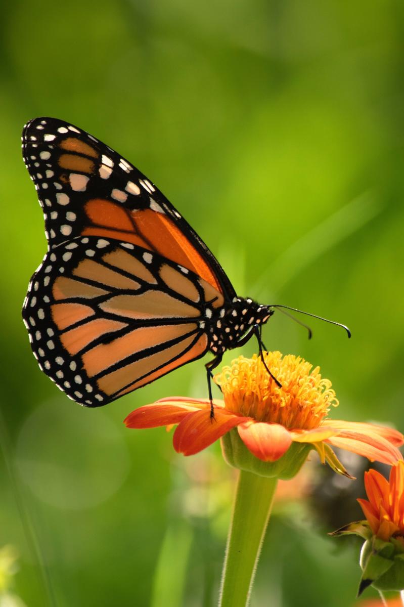Monarch Watch