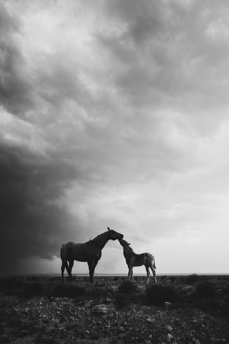A black and white photo of a horse and foal nuzzling under a stormy sky.