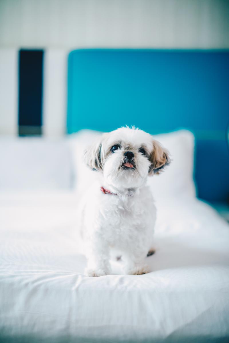Pet-Friendly Kimpton Shorebreak Hotel Huntington Beach