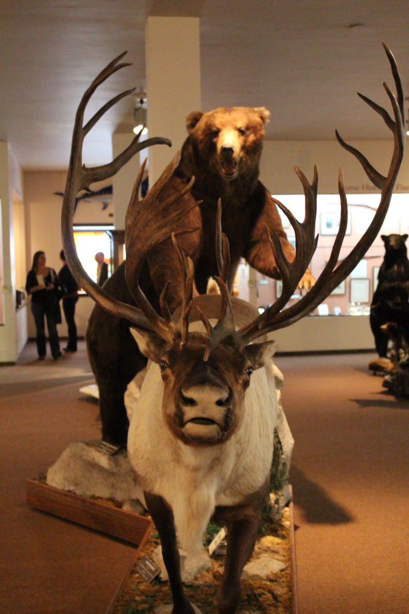 Nelson Museum of the West Bear and Caribou