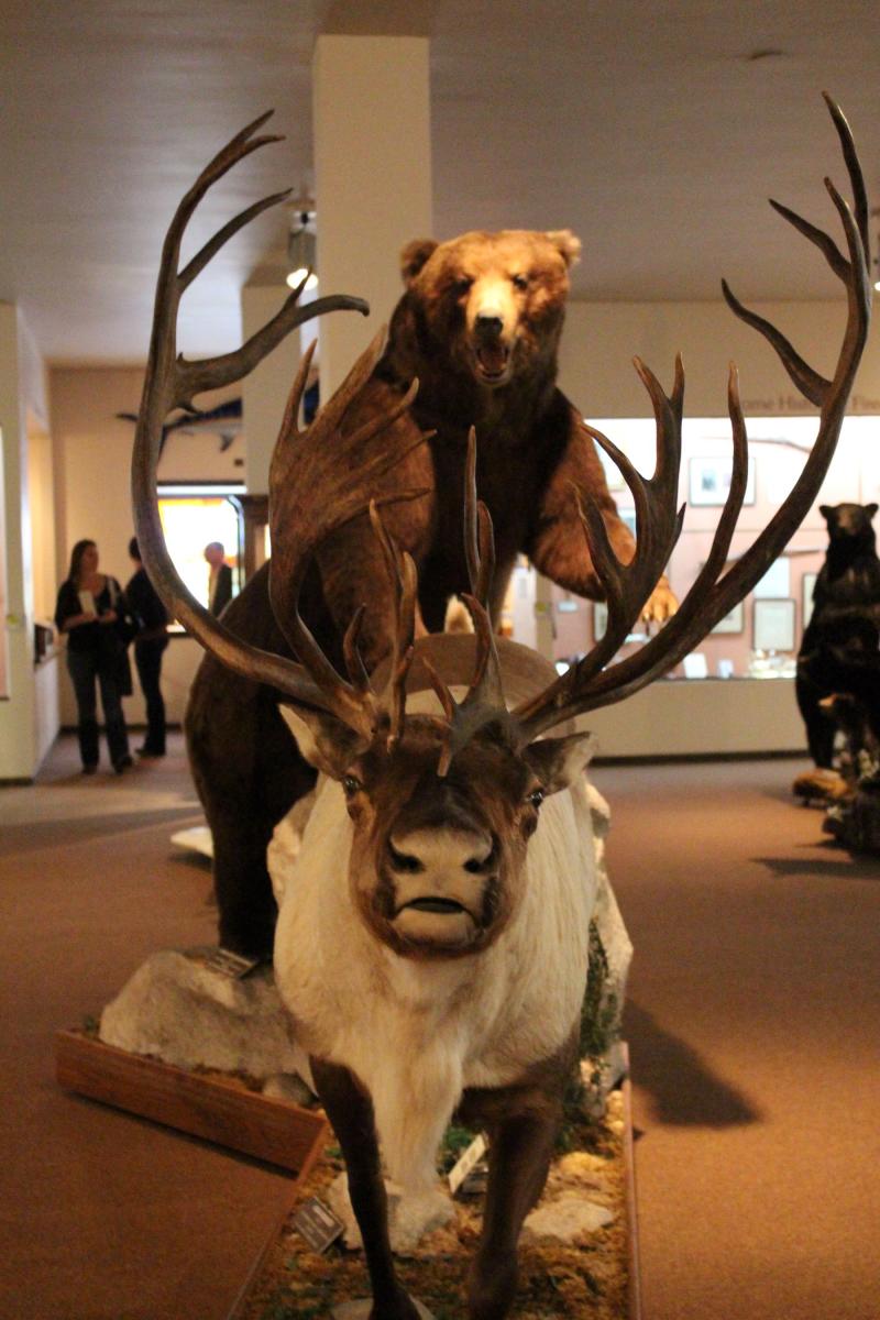 Discover the impressive bear and caribou exhibits at the Nelson Museum of the West, a captivating and educational spot for family-friendly activities in Cheyenne.